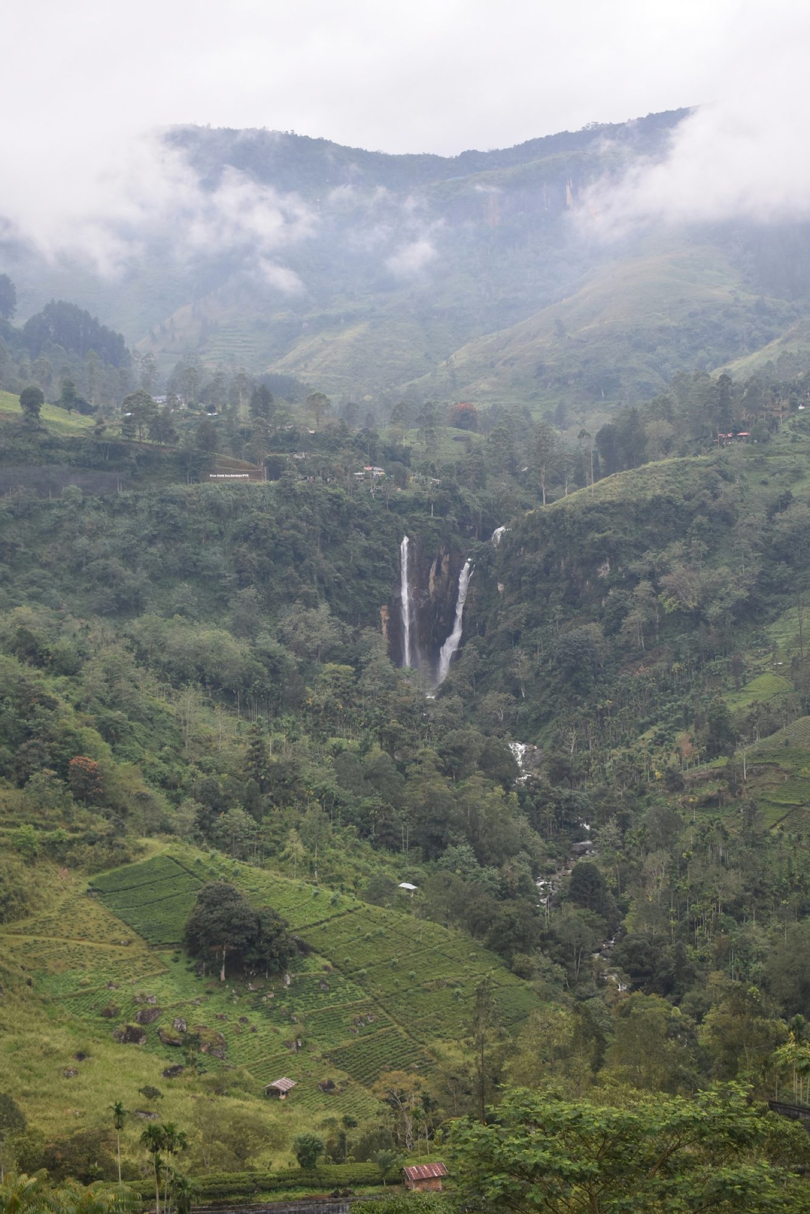 Green tea terraces in the misted Sri Lankan hill country