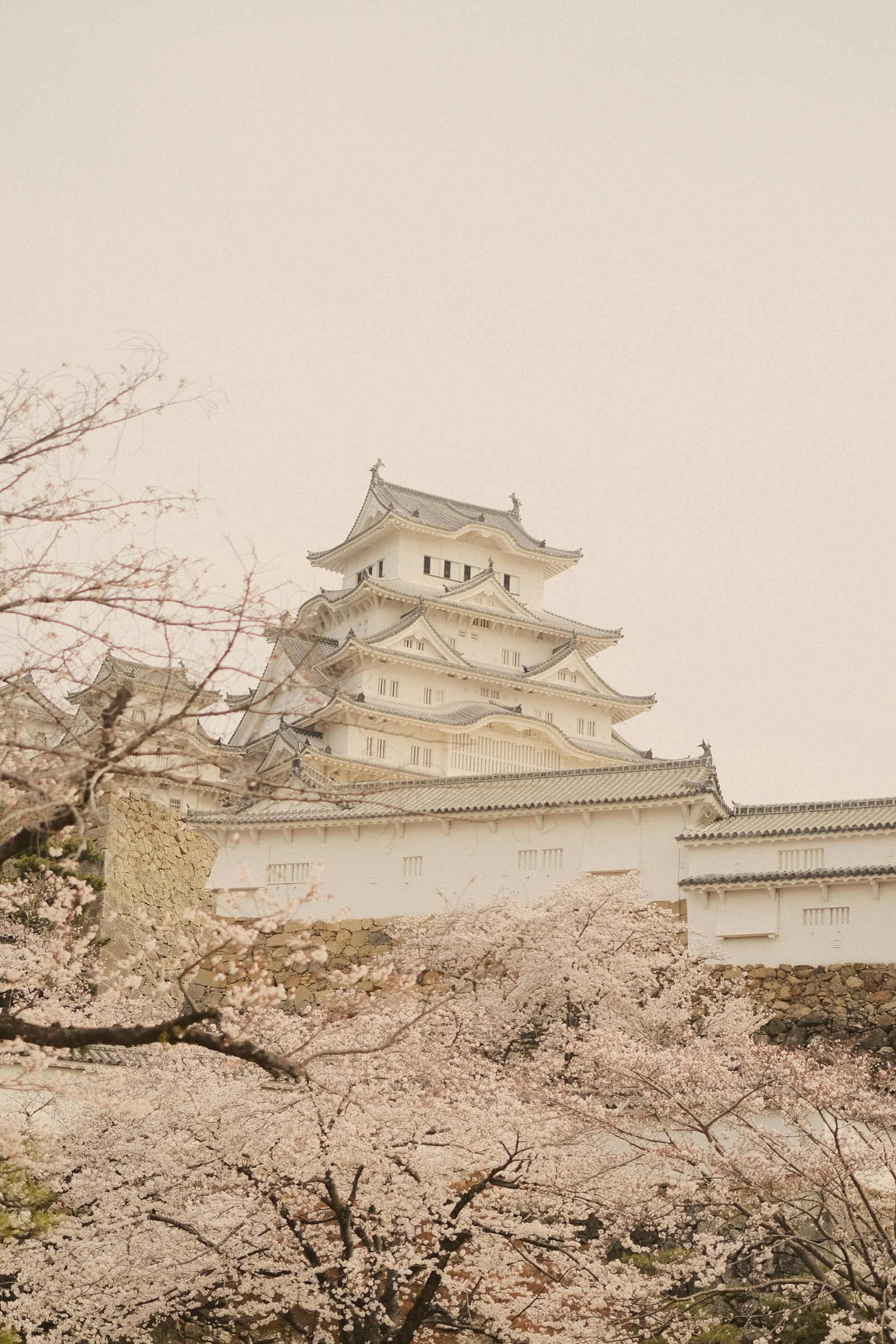 Himeji Castle's white keep above cherry blossom