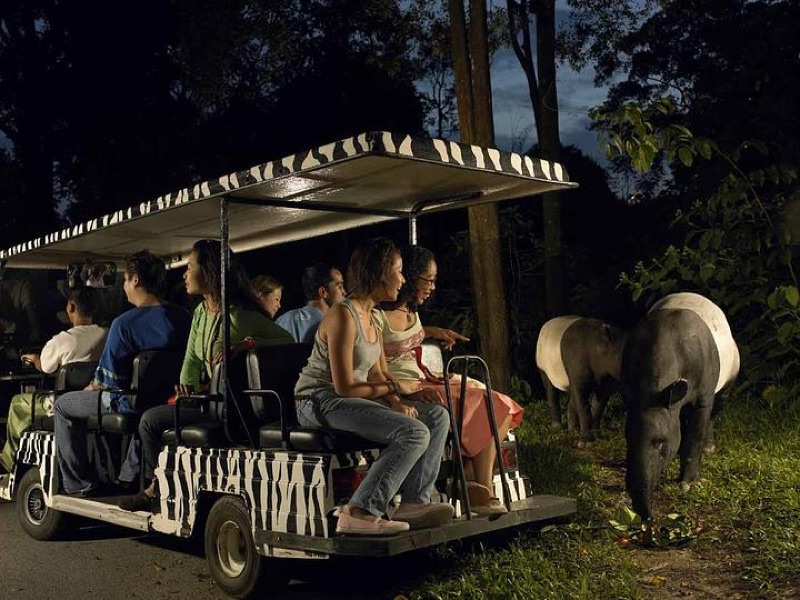 Night Safari